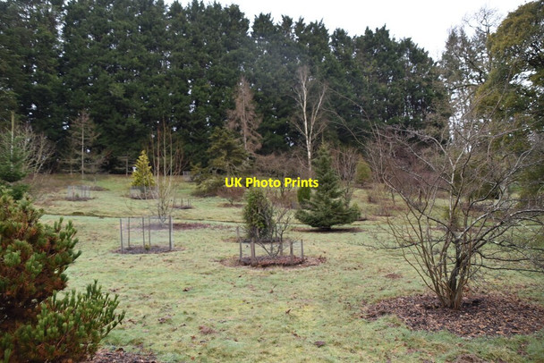 Photo 6"x4" Bedgebury Pinetum Bedgebury Cross c2021 P1
