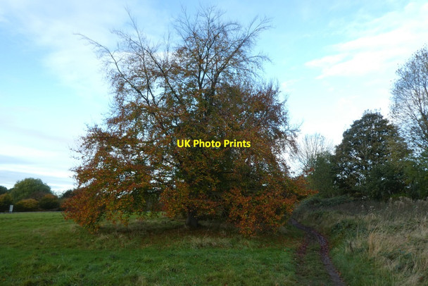 Photo 6"x4" Beech tree and path York\/SE5951 c2021