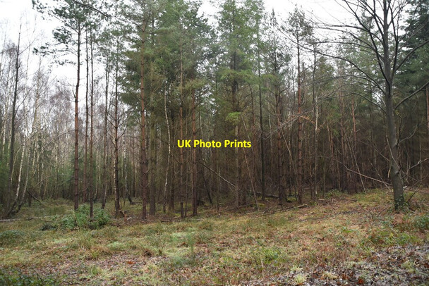 Photo 6"x4" Bedgebury Forest Bedgebury Cross c2021
