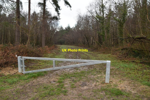 Photo 6"x4" Track in Bedgebury Forest Gill's Green c2021