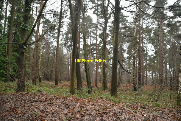 Photo 6"x4" Bedgebury Forest Gill's Green c2021 P1