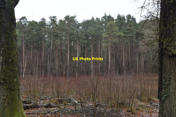Photo 6"x4" Bedgebury Forest Gill's Green c2021