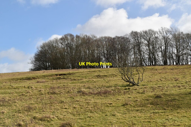 Photo 6"x4" Bingletts Wood Punnett's Town c2021 P1