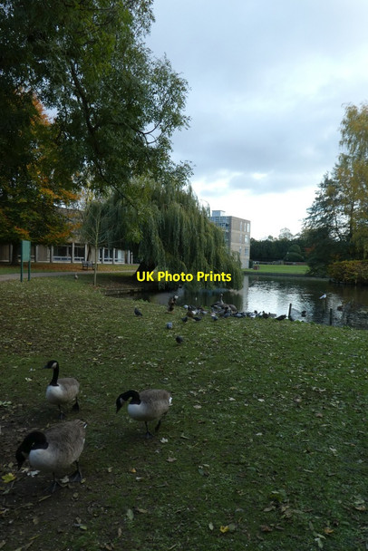 Photo 6"x4" Canada geese in Derwent Heslington c2021