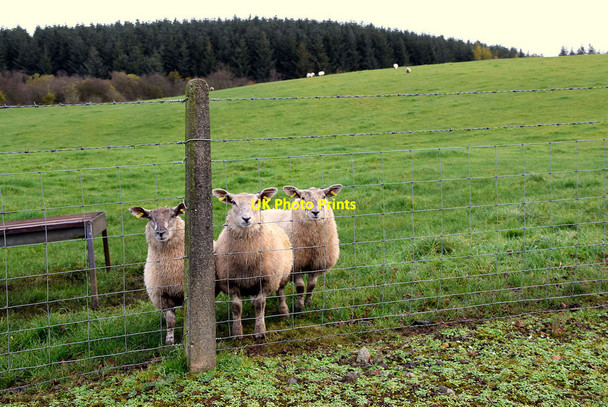 Photo 6"x4" Curious sheep, Tycanny Garvaghy c2021