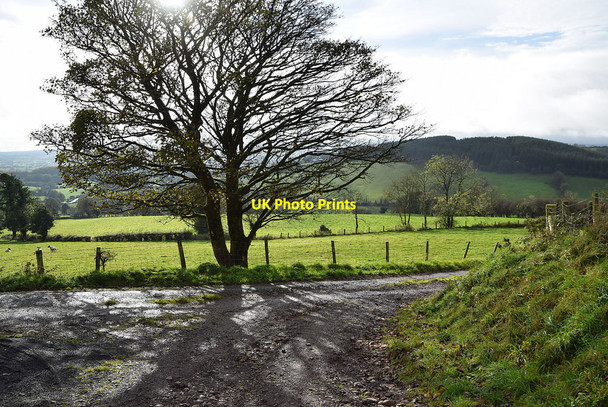 Photo 6"x4" Tree and shadows, Tycanny Garvaghy c2021