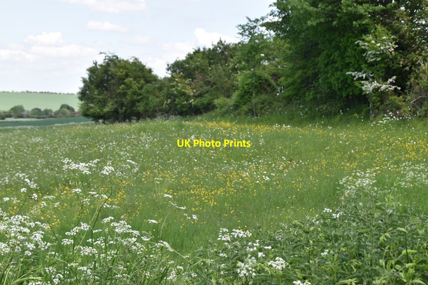 Photo 6"x4" Meadow by Hollow Rd Elmdon\/TL4639 c2021