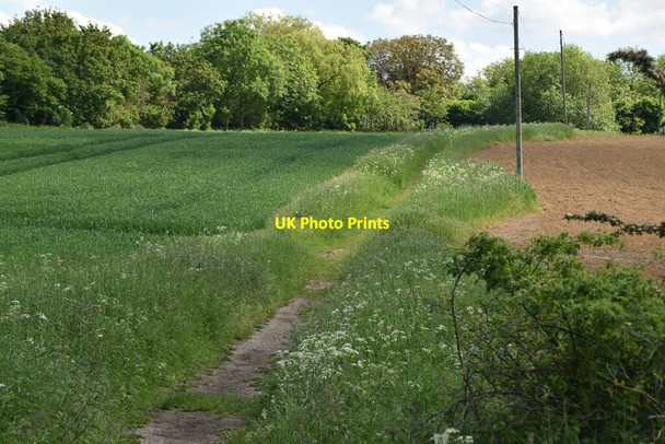 Photo 6"x4" Icknield Way Trail Strethall c2021