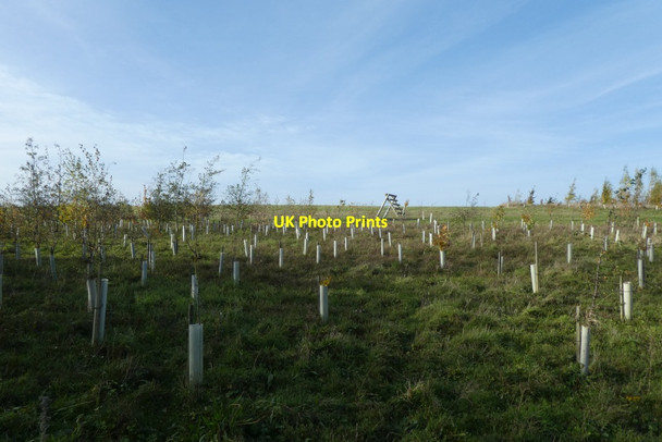 Photo 6"x4" Young trees on Kimberlow Hill Grimston\/SE6451 c2021