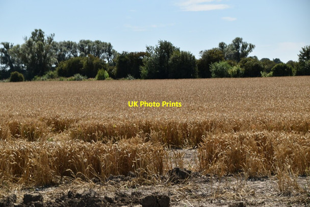 Photo 6"x4" Ripe wheat Newchurch\/TR0531 c2020