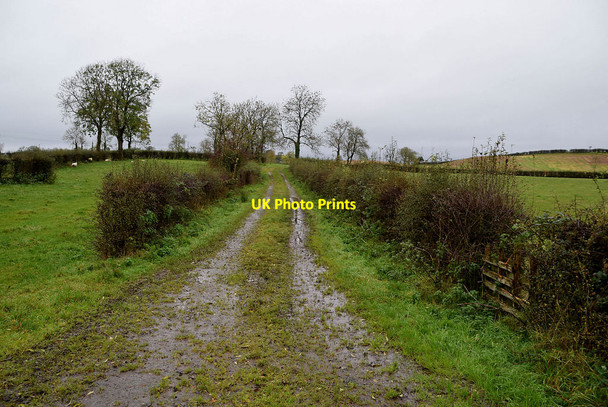 Photo 6"x4" A rough lane, Camowen Omagh c2021