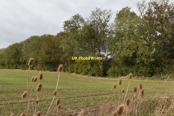 Photo 6"x4" Field edge opposite Camer Park Hook Green\/TQ6467 c2021