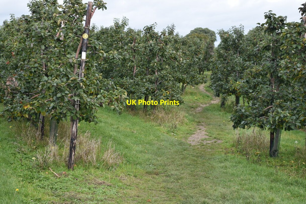 Photo 6"x4" Path through orchard south of Gold Street Henley Street c2021