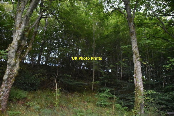 Photo 6"x4" Trees by Golf Course Rd Pitlochry c2021