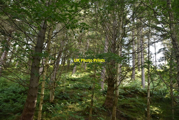 Photo 6"x4" Wooded slopes of Dunmore Hill Faskally c2021