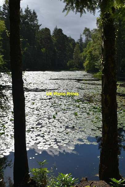 Photo 6"x4" Loch Dunmore Faskally c2021 P1