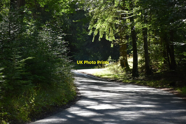 Photo 6"x4" Woodland track near Loch Dunmore Pitlochry c2021