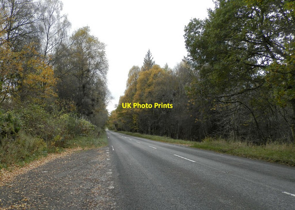 Photo 6"x4" The A862 by Balvaird Wood Newmore c2021