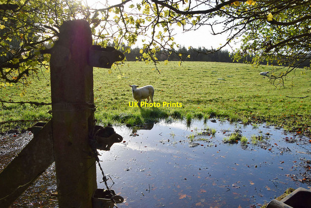 Photo 6"x4" Sheep in a wet field, Drumconnelly Seskinore c2021
