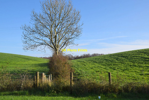 Photo 6"x4" Tree and hedge, Freughmore Omagh c2021
