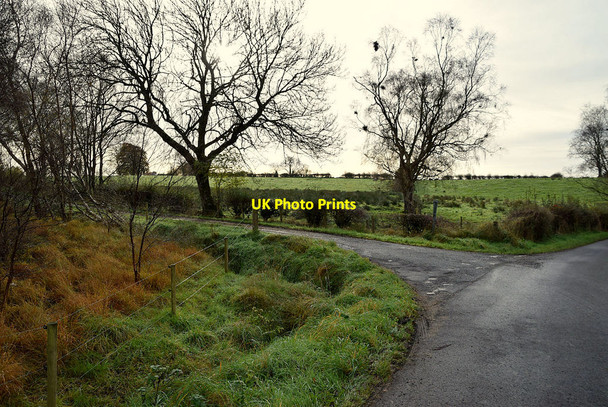Photo 6"x4" Trees, Deroran Beragh c2021