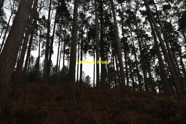 Photo 6"x4" Conifers, Bedgebury Forest Bedgebury Cross c2021