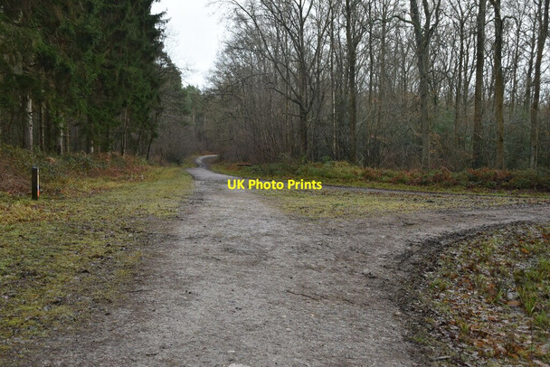 Photo 6"x4" Track junction, Bedgebury Bedgebury Cross c2021