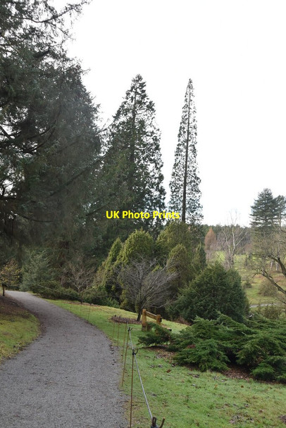 Photo 6"x4" Bedgebury Pinetum Bedgebury Cross c2021 P1