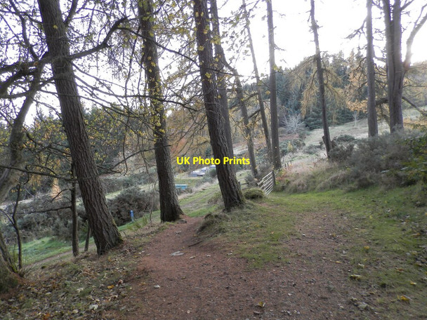 Photo 6"x4" Forest path on Great Glen Way Leachkin c2021