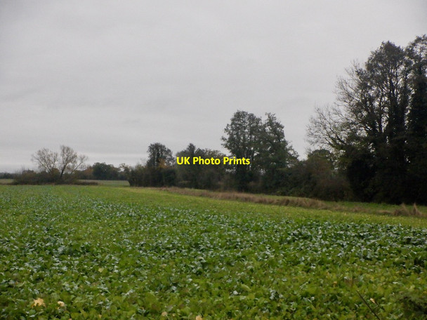 Photo 6"x4" Turnip field, Eye Eye\/SO4963 c2021