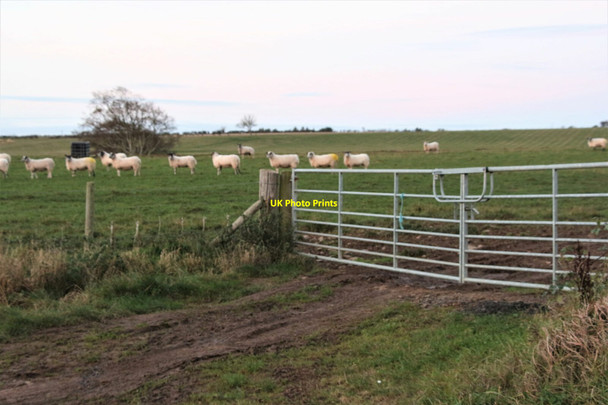 Photo 6"x4" Double gate and sheep at The Loan Coldingham c2021
