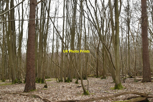 Photo 6"x4" Crowhurst Wood Mountfield\/TQ7320 c2021