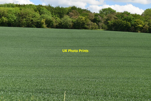 Photo 6"x4" Extensive wheat Strethall c2021