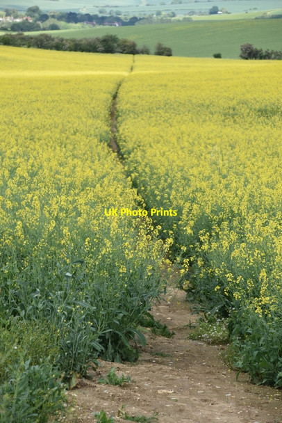 Photo 6"x4" Icknield Way Trail Catmere End c2021