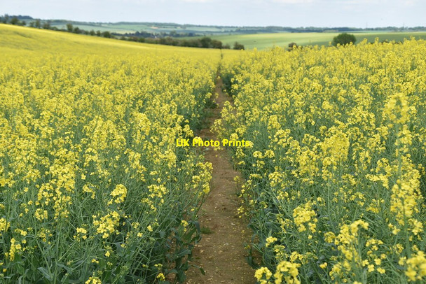 Photo 6"x4" Icknield Way Trail Catmere End c2021 P1