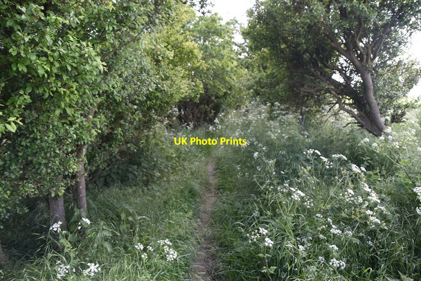 Photo 6"x4" Icknield Way Trail Great Chesterford c2021 P2