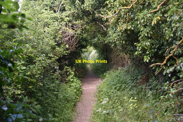 Photo 6"x4" Icknield Way Trail Great Chesterford c2021 P3