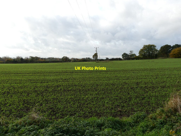 Photo 6"x4" Winter cereals Swanton Abbott c2021