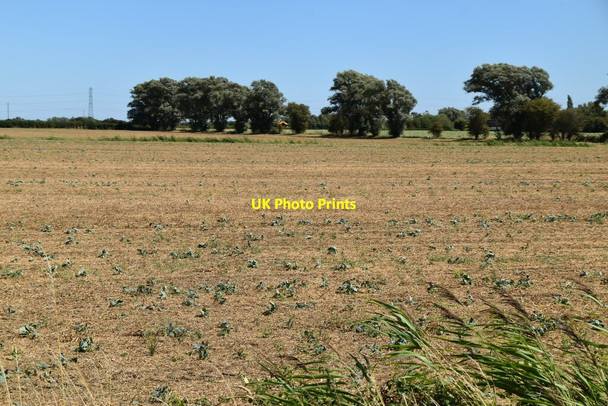 Photo 6"x4" Sparse crops Ruckinge c2020
