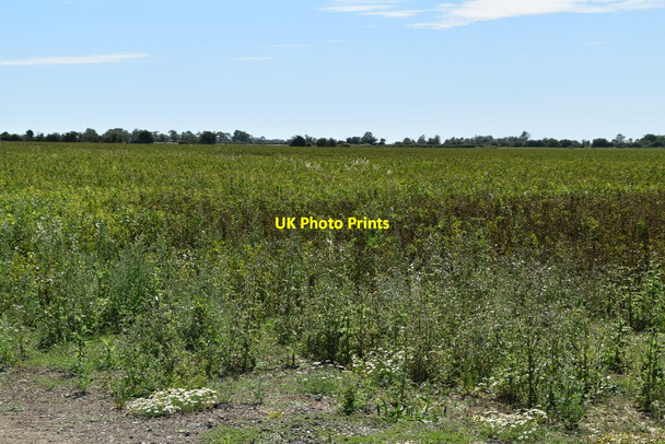Photo 6"x4" A leguminous field Ruckinge c2020