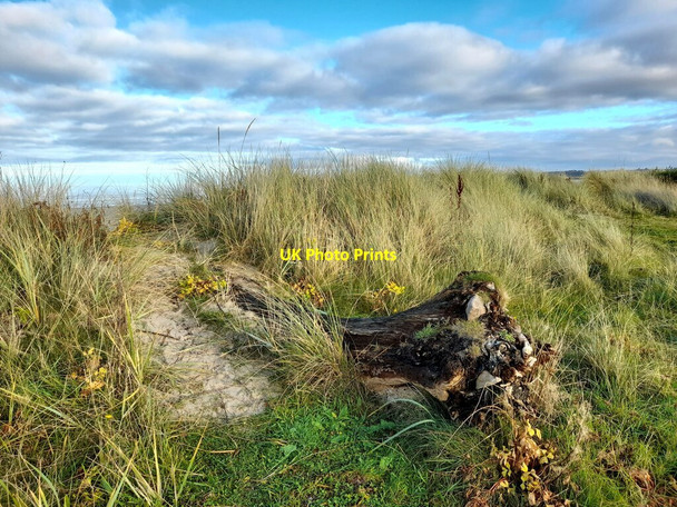 Photo 6"x4" Driftwood, Carse of Delnies Moss-side\/NH8555 c2021