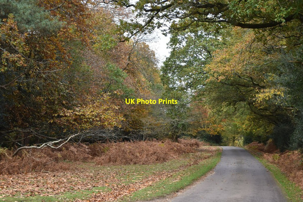 Photo 6"x4" Autumn on Castle Hill Woodgreen\/SU1717 c2021