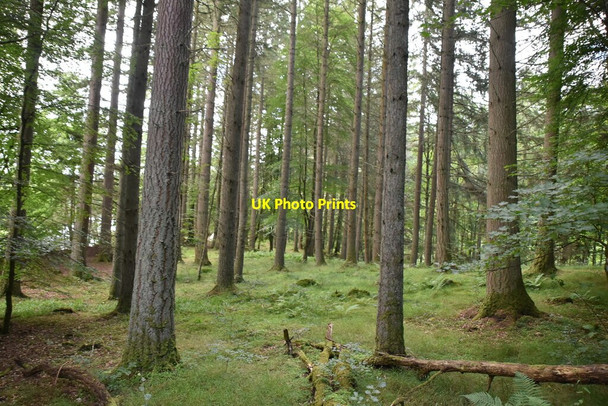 Photo 6"x4" Stand of conifers, Linn of Tummel Faskally c2021