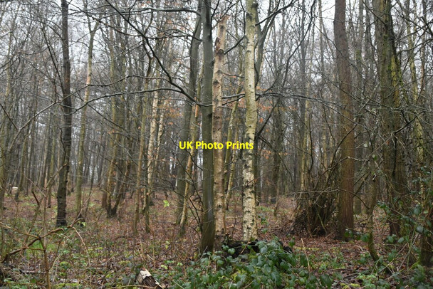Photo 6"x4" Silver Birches Puddledock\/TQ4650 c2021