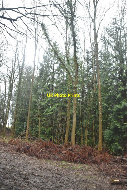 Photo 6"x4" Boon Wood Puddledock\/TQ4650 c2021