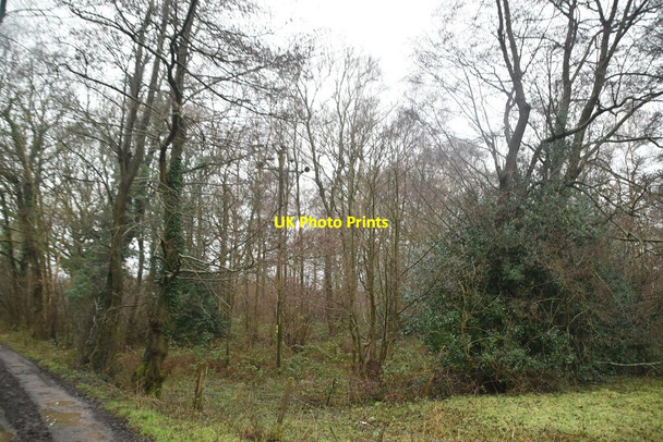 Photo 6"x4" Priory Wood Puddledock\/TQ4650 c2021