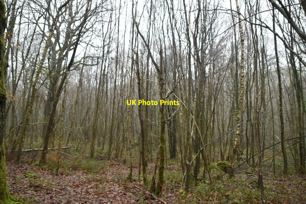 Photo 6"x4" Styants Wood Bitchet Green c2021