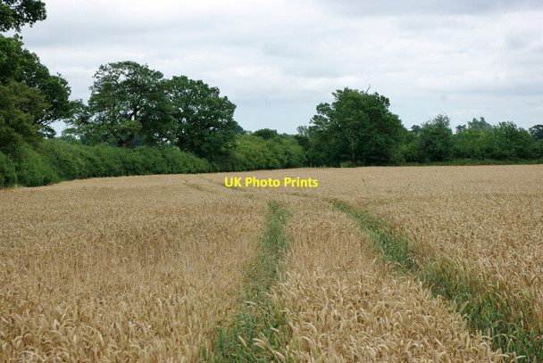 Photo 6"x4" Wheat field on footpath 412 Salfords & Sidlow, 2010 Horley\/TQ2843 c2010