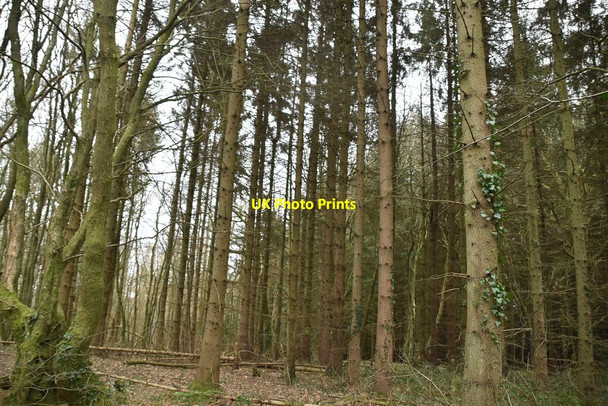Photo 6"x4" Conifers, Milestone Wood Battle\/TQ7416 c2021