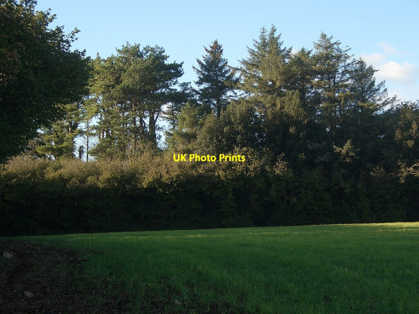 Photo 6"x4" Conifers just north of Cornelly Quarry South Cornelly c2021